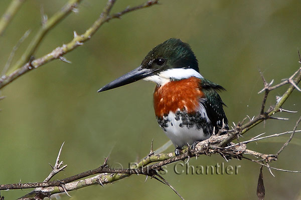 Green Kingfisher © Russ Chantler